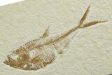 Detailed Fossil Fish (Diplomystus) - Wyoming #349618-1